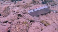 Capture d'un Eunice aphroditois
