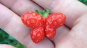 Fraise papillon