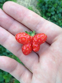 Fraise papillon
