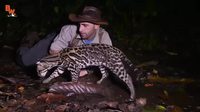Un ocelot découvre un petit crabe