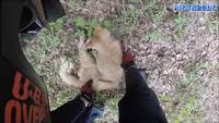 Un motard sauve un chat du milieu de la route
