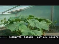 Timelapse d'une citrouille géante