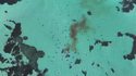 Plus d'une cinquantaine de requins attaquent et dévorent une baleine