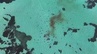 Plus d'une cinquantaine de requins attaquent et dévorent une baleine
