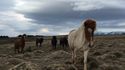 Des chevaux sauvages islandais très amicaux