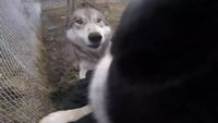 L'accueil chaleureux des chiens-loups