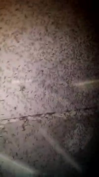 Rech. Lance-flamme occ.