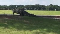 L'alligator géant du terrain de golf, un fake ?