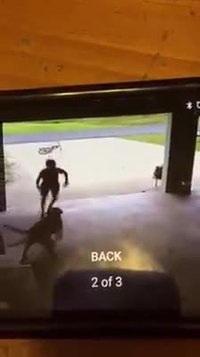 Un enfant vient régulièrement en secret faire un câlin à un chien