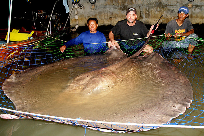 La raie géante d'eau douce (Himantura chaophraya) est une raie d'eau douce du sud-est asiatique. Sa taille atteint les 240 cm (queue non incluse, on parle du diamètre des "ailes") et le poids de certains spécimens du Mékong ou de la Chao Phraya pourrait atteindre les 500-600 kilos1, ce qui en fait un des plus gros poissons d'eau douce connus. (Wikipedia)