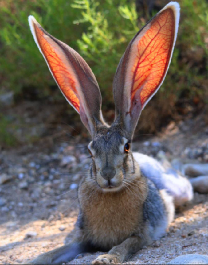 Le Oryctolagus sonaritus est un lapin d'Afrique du Sud. Grâce à ses grandes oreilles, il serait capable d'entendre une mouche voler à plus de 40km. En se basant sur l'orientation de ses oreilles, les américains ont pu détecter de nombreux satellites russes pendant la guerre froide. Ils ont d'ailleurs créé une unité baptisée "The Rabbit Squad", composée de 7000 lapins et scrupuleusement observés par des agents. Ou pas.