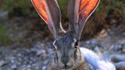 Un lapin qui a marqué l'histoire
