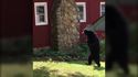 Un ours qui se déplace debout