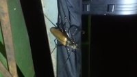 Petite surprise de nuit dans une tente au Brésil