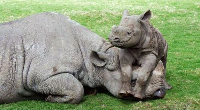 Bébé rhino