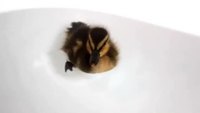 Qui c'est le plus mignon ?