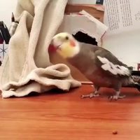 L'instant perroquet 