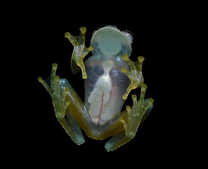 photo de Geoff Gallice

Famille de grenouille d’Amérique du sud caractérisée par un abdomen translucide. Leur peau est verte à transparente sur le dessus afin de mieux se camoufler (dépend des espèces) 

https://fr.wikipedia.org/wiki/Centrolenidae