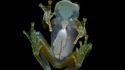 Centrolenidae : famille des grenouilles de verre
