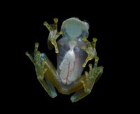 Centrolenidae : famille des grenouilles de verre