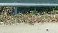 Une maman rat essaye de sauver son petit d'un serpent