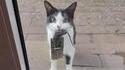 Et le prix du meilleur chat fainéant revient à...