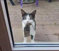 Et le prix du meilleur chat fainéant revient à...