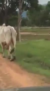 Un zébu avec une particularité