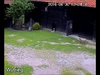 Un renard entre dans un poulailler
