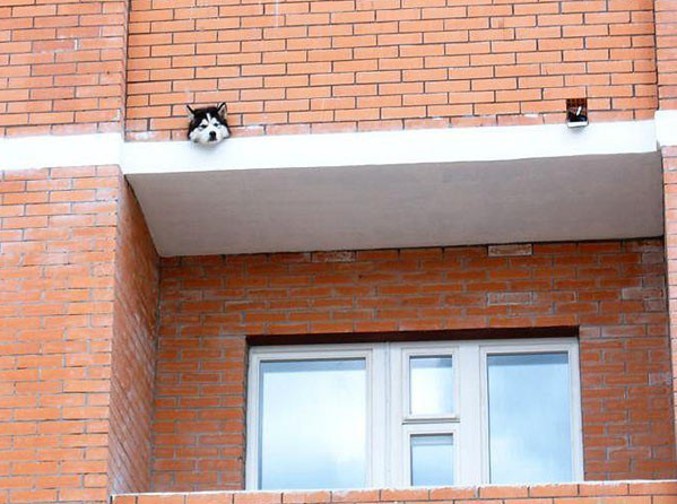 Un chien a passé sa tête à travers un mur et semble en mauvaise position.