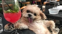 Kan tu prends en cocktail