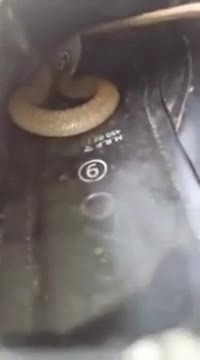 Une surprise dans ses chaussures