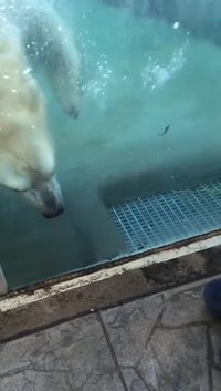 Quand un ours blanc a faim de bébé