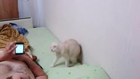 Un chat patriote
