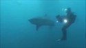 Le badass des fonds marins