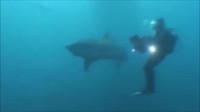 Le badass des fonds marins