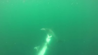 Des thalassophobes ici ?