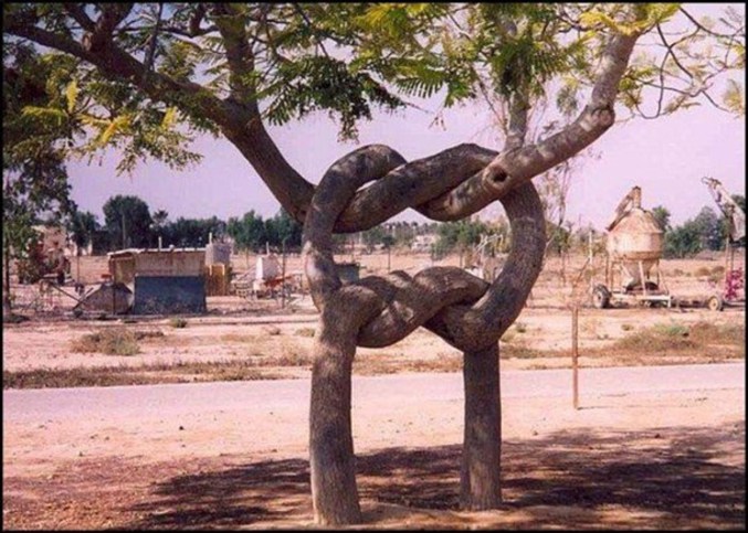 Deux arbres forment un bretzel