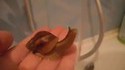Un moment mignon avec un escargot