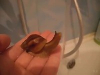 Un moment mignon avec un escargot