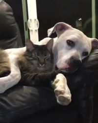 Copains comme chien et chat ?
