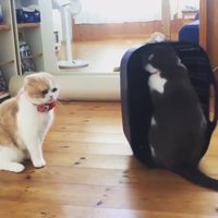 Un moment lolcat