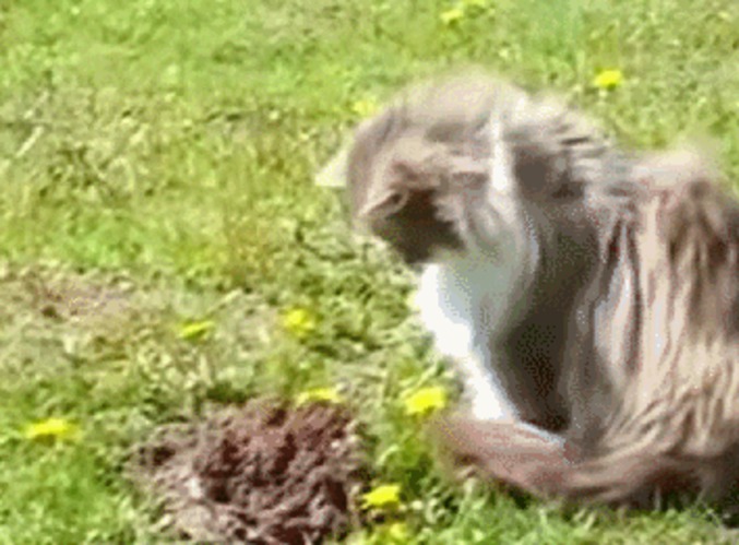 Pourquoi on aime les chats sur lelombrik
