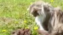 Pourquoi on aime les chats sur lelombrik