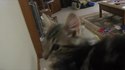 Il y a un truc qui cloche avec ce chaton
