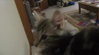Il y a un truc qui cloche avec ce chaton