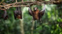 Avez-vous déjà vu une chauve-souris uriner ?