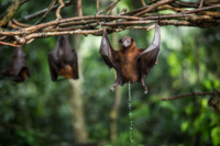 Avez-vous déjà vu une chauve-souris uriner ?
