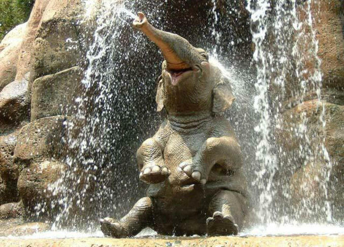 Un éléphant qui prend son pied sous une cascade.