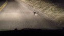 Comme un lapin pris dans les phares d'une voiture.